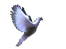 sflydove.gif - 38556 Bytes